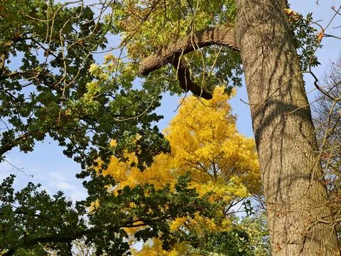 Tree with yellow leaves framed by a tree trunk and branches with green leaves Stock Photos