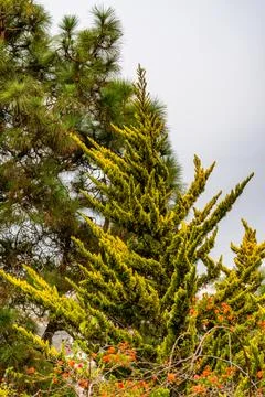 A tree with yellow leaves is in front of a tree with green leaves Stock Photos