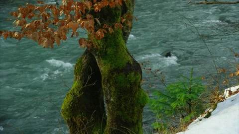 Tree with yellow leaves, moss, snow, mountain river, statics Stock Footage 84991447