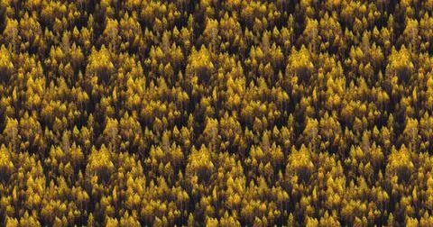 Tree with yellow leaves pattern nature background, autumn forest backdrop Stock Illustration