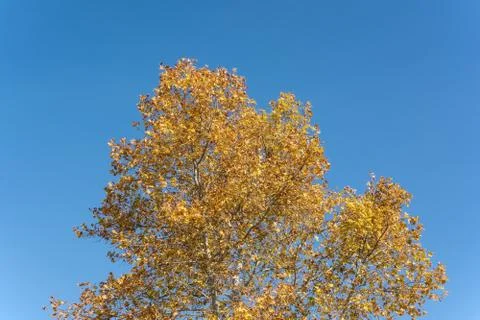 Tree with yellow leaves Stock Photos