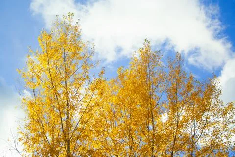 Tree with yellow leaves Stock Photos