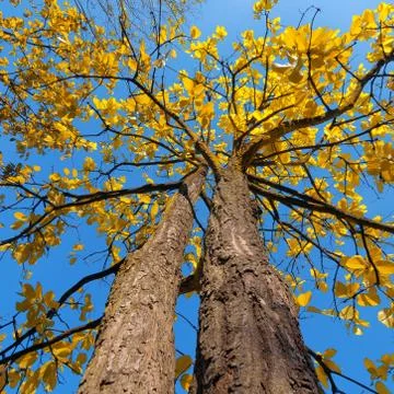 Tree with yellow leaves Stock Photos