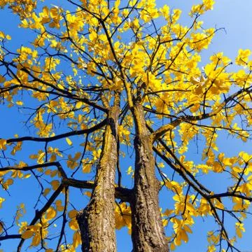Tree with yellow leaves Stock Photos