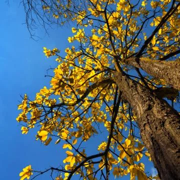 Tree with yellow leaves Stock-Fotos