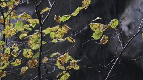 Tree With Yellow Leaves in the Rain 스톡 동영상 266798573