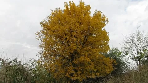 A tree with yellow leaves sways in the wind Video stock 140124485