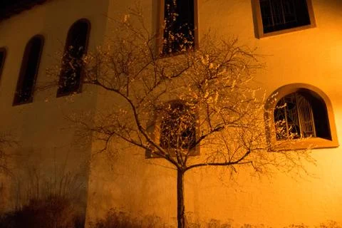 Tree in yellow light Stock Photos