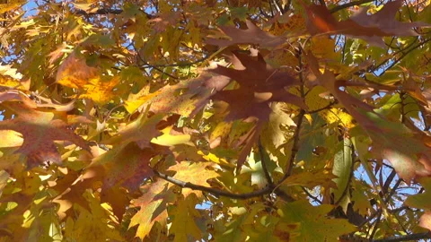 Tree with yellow maple leaves Stock-Footage 177495057