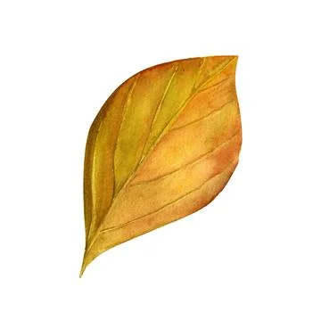 Tree yellow orange and red fall leaves. Autumn foliage watercolor realistic b Stock Illustration