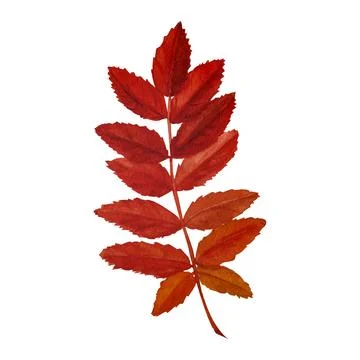 Tree yellow orange and red fall leaves. Autumn foliage watercolor realistic b Stock Illustration