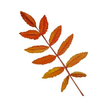 Tree yellow orange and red fall leaves. Autumn foliage watercolor realistic b Stock-Illustration
