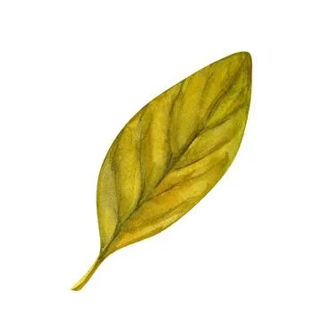 Tree yellow orange and red fall leaves. Autumn foliage watercolor realistic.. Stock Illustration