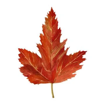 Tree yellow orange and red fall leaves. Autumn foliage watercolor realistic.. Stock Illustration