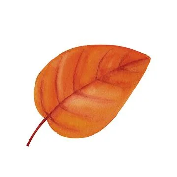Tree yellow orange and red fall leaves. Autumn foliage watercolor realistic.. Stock-Illustration