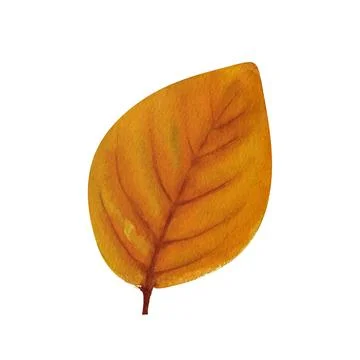 Tree yellow orange and red fall leaves. Autumn foliage watercolor realistic.. Stock-Illustration