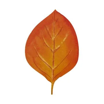 Tree yellow orange and red fall leaves. Autumn foliage watercolor realistic.. Stock Illustration