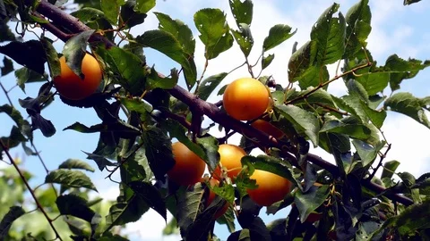 Tree with Yellow Plums Video stock 83928053