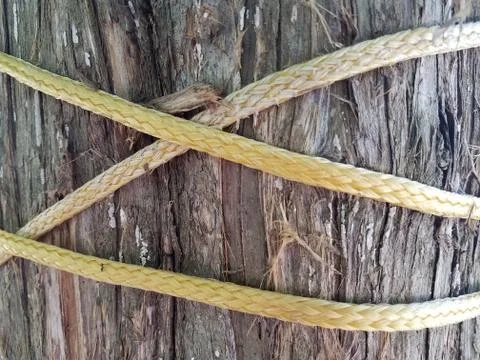 Tree with yellow rope Stock Photos
