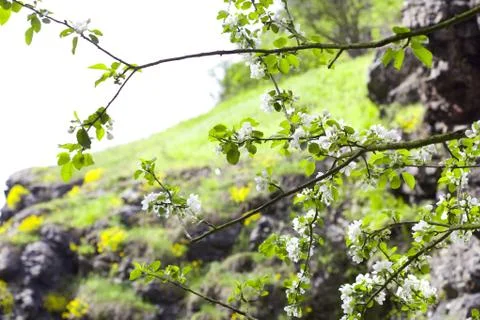 Tree with young foliage on a background of rocks Foto stock
