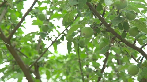 Tree with young green small apples Video stock 64510913