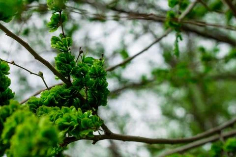 Tree with young leaves Stock Photos