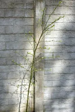 Tree, young plant in spring by the wall 스톡 사진