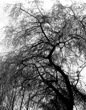 Tree, young plant in spring by the wall Stock Photos