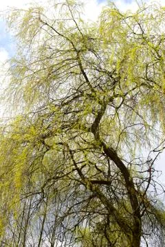 Tree, young plant in spring by the wall Stock Photos