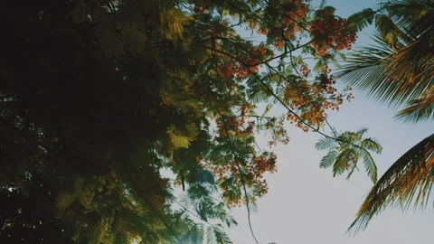 Tree in Zanzibar Stock Footage 308595976