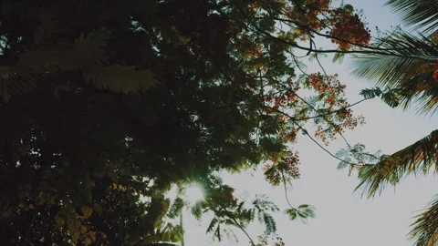 Tree in Zanzibar Vidéo 308596009