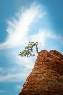 Tree in Zion Stock Photos