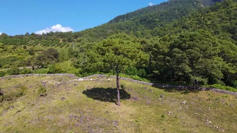 Tree zoom out Stock Footage 221633128