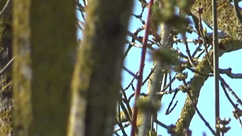 Tree Zoom-In to Wide Angle with Green Hills and White Clouds – HD Stock Video Stock Footage 304420635