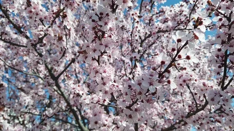 Tree1 Stock Footage 126345881
