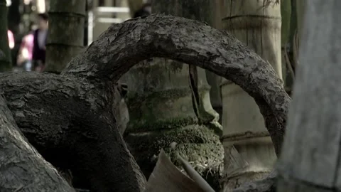 Tree1 Stock Footage 137531551