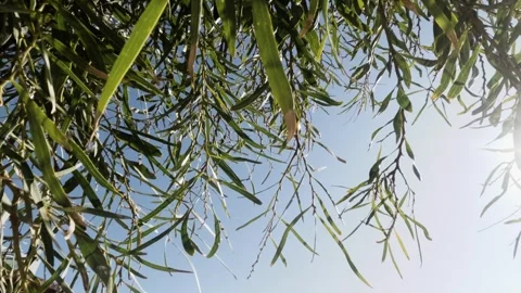 Tree1 Stock Footage 299576248