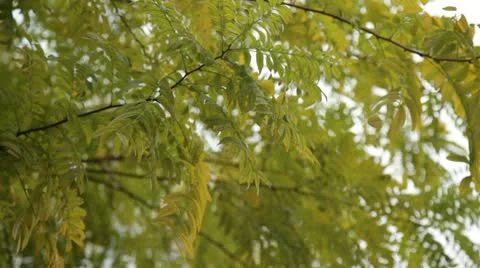 Tree2 Stock Footage 10734504