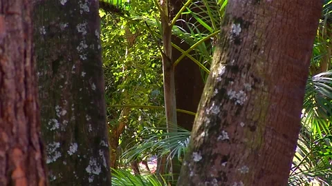 Tree2 Stock Footage 137531570