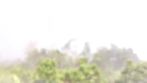On tree2 Stock Footage 333802571