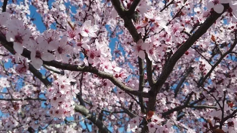 Tree3 Stock Footage 126345885