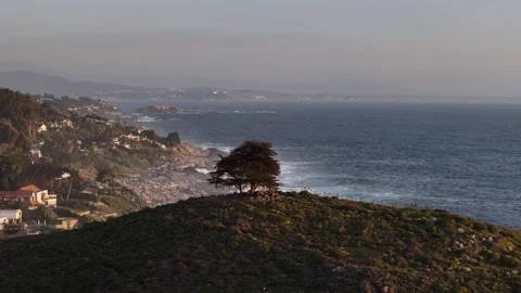 Tree_2 Stock Footage 251838764