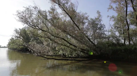 Tree_hanging_over_water Stock Footage 49164080