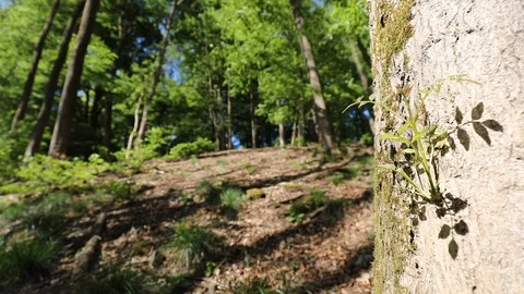 Tree_sprout Stock Footage 92157344