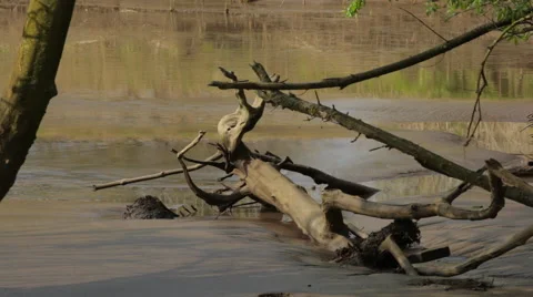 Tree_trunk 스톡 동영상 49159016