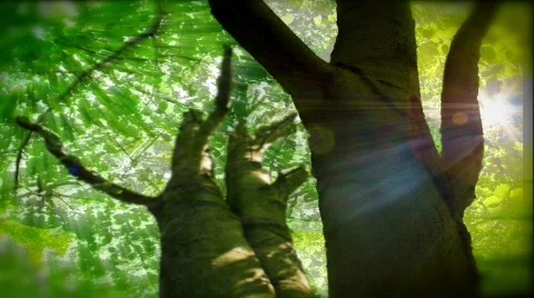 Treebackground Stock Footage 606976