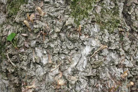 Treebark1 Stock Photos