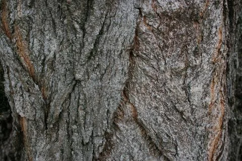 Treebark2 Stock Photos