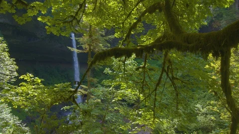 Treebranch Extending Towards North Falls at Silver Falls Stock Footage 91264628