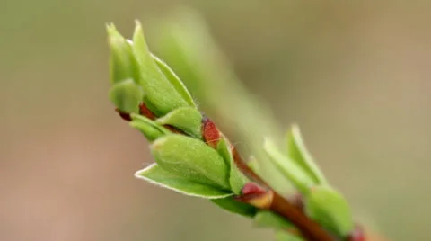 Treebranch with leaf saplings Stock Footage 50086217